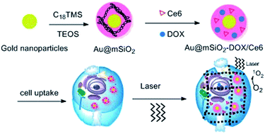 Graphical abstract: An efficient gold nanocarrier for combined chemo-photodynamic therapy on tumour cells