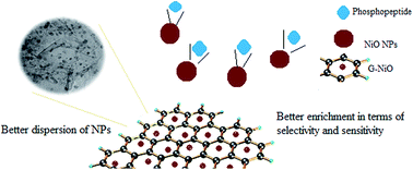 Graphical abstract: Enhanced enrichment performance of nickel oxide nanoparticles via fabrication of a nanocomposite with a graphene template