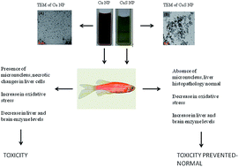 Graphical abstract: Sulfidation modulates the toxicity of biogenic copper nanoparticles