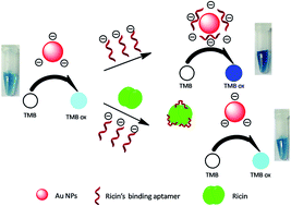 Graphical abstract: A facile label-free colorimetric aptasensor for ricin based on the peroxidase-like activity of gold nanoparticles