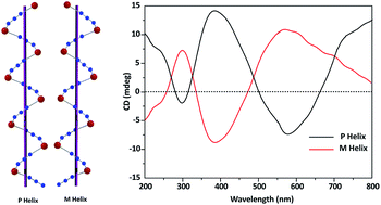 Graphical abstract: Spontaneous resolution of P and M helical copper(ii) MOFs built from achiral precursors