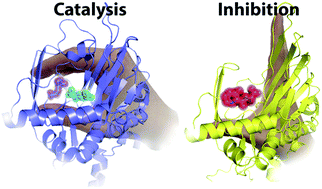 Graphical abstract: Modulating carnitine levels by targeting its biosynthesis – selective inhibition of γ-butyrobetaine hydroxylase