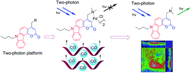 Graphical abstract: A unique carbazole–coumarin fused two-photon platform: development of a robust two-photon fluorescent probe for imaging carbon monoxide in living tissues