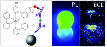 Graphical abstract: Mapping electrogenerated chemiluminescence reactivity in space: mechanistic insight into model systems used in immunoassays