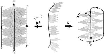Graphical abstract: A bacterial DNA quadruplex with exceptional K+ selectivity and unique structural polymorphism