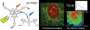 Graphical abstract: Millisecond lifetime imaging with a europium complex using a commercial confocal microscope under one or two-photon excitation