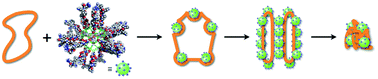 Graphical abstract: Stepwise DNA condensation by a histone-mimic peptide-coated M12L24 spherical complex