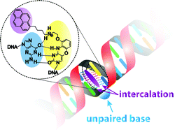 Graphical abstract: Enhanced H-bonding and π-stacking in DNA: a potent duplex-stabilizing and mismatch sensing nucleobase analogue