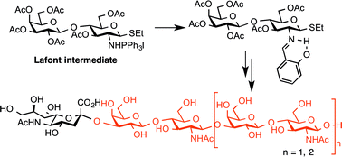 Graphical abstract: A facile synthesis of sialylated oligolactosamine glycans from lactose via the Lafont intermediate