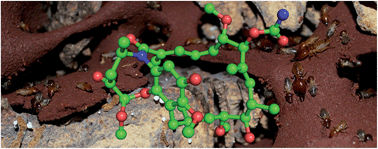 Graphical abstract: Natalamycin A, an ansamycin from a termite-associated Streptomyces sp.
