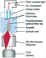 Graphical abstract: Detection of molecular binding via charge-induced mechanical response of optical fibers