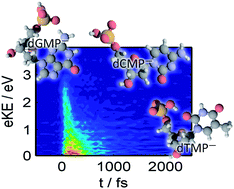 Graphical abstract: Time-resolved photoelectron imaging of the isolated deprotonated nucleotides