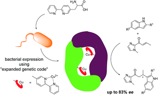 Graphical abstract: Novel artificial metalloenzymes by in vivo incorporation of metal-binding unnatural amino acids