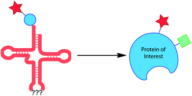 Graphical abstract: Designing logical codon reassignment – Expanding the chemistry in biology