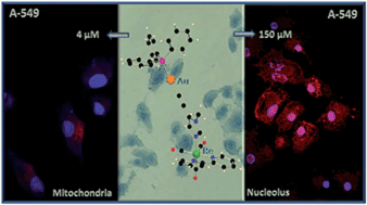 Graphical abstract: Luminescent Re(i) and Re(i)/Au(i) complexes as cooperative partners in cell imaging and cancer therapy