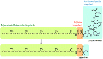 Graphical abstract: A combination of polyunsaturated fatty acid, nonribosomal peptide and polyketide biosynthetic machinery is used to assemble the zeamine antibiotics