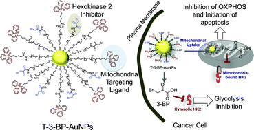 Graphical abstract: The energy blocker inside the power house: mitochondria targeted delivery of 3-bromopyruvate