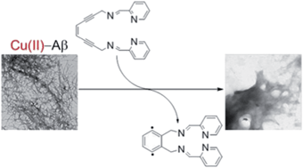 Graphical abstract: Chelation-induced diradical formation as an approach to modulation of the amyloid-β aggregation pathway