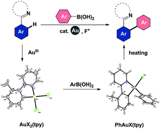 Graphical abstract: Stoichiometric to catalytic reactivity of the aryl cycloaurated species with arylboronic acids: insight into the mechanism of gold-catalyzed oxidative C(sp2)–H arylation