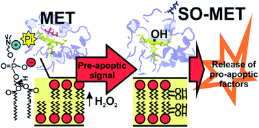 Graphical abstract: Specific methionine oxidation of cytochrome c in complexes with zwitterionic lipids by hydrogen peroxide: potential implications for apoptosis