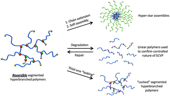 Graphical abstract: Thermally-labile segmented hyperbranched copolymers: using reversible-covalent chemistry to investigate the mechanism of self-condensing vinyl copolymerization