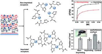 Graphical abstract: Imprinting of metal receptors into multilayer polyelectrolyte films: fabrication and applications in marine antifouling