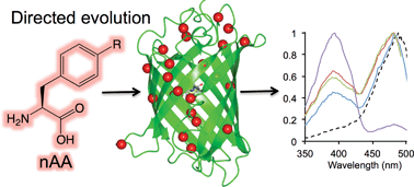 Graphical abstract: Directed evolution of GFP with non-natural amino acids identifies residues for augmenting and photoswitching fluorescence