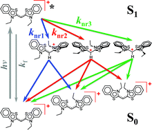 Graphical abstract: Photoinduced dynamics of a cyanine dye: parallel pathways of non-radiative deactivation involving multiple excited-state twisted transients