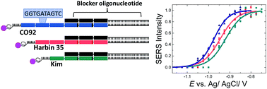 Graphical abstract: Strain discrimination of Yersinia pestis using a SERS-based electrochemically driven melting curve analysis of variable number tandem repeat sequences