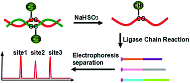 Graphical abstract: Highly sensitive and multiplexed analysis of CpG methylation at single-base resolution with ligation-based exponential amplification