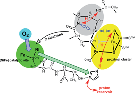 Graphical abstract: What is the trigger mechanism for the reversal of electron flow in oxygen-tolerant [NiFe] hydrogenases?