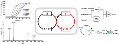 Graphical abstract: DNA cross-triggered cascading self-amplification artificial biochemical circuit