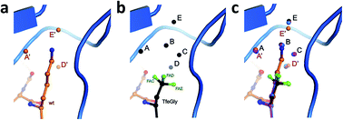 Graphical abstract: Fluorine teams up with water to restore inhibitor activity to mutant BPTI