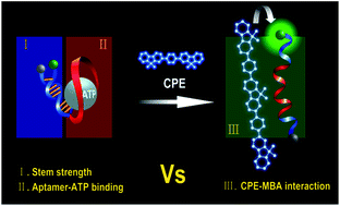 Graphical abstract: Principal factors that determine the extension of detection range in molecular beacon aptamer/conjugated polyelectrolyte bioassays