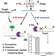 Graphical abstract: Enzyme-mediated single-nucleotide variation detection at room temperature with high discrimination factor