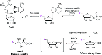 Graphical abstract: Identification of a fluorometabolite from Streptomyces sp. MA37: (2R3S4S)-5-fluoro-2,3,4-trihydroxypentanoic acid