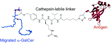 Graphical abstract: NKT cell-dependent glycolipid–peptide vaccines with potent anti-tumour activity