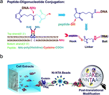 Graphical abstract: HMGB1 bound to cisplatin–DNA adducts undergoes extensive acetylation and phosphorylation in vivo