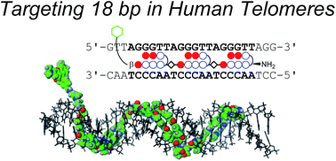 Graphical abstract: Tandem trimer pyrrole–imidazole polyamide probes targeting 18 base pairs in human telomere sequences