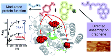 Graphical abstract: Functional modulation and directed assembly of an enzyme through designed non-natural post-translation modification