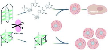 Graphical abstract: Cytotoxicity of guanine-based degradation products contributes to the antiproliferative activity of guanine-rich oligonucleotides