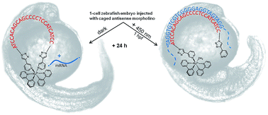 Graphical abstract: Ruthenium-caged antisense morpholinos for regulating gene expression in zebrafish embryos