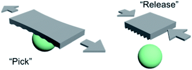 Graphical abstract: Recent advances in wrinkle-based dry adhesion