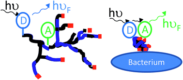 Graphical abstract: Förster resonance energy transfer confirms the bacterial-induced conformational transition in highly-branched poly(N-isopropyl acrylamide with vancomycin end groups on binding to Staphylococcus aureus