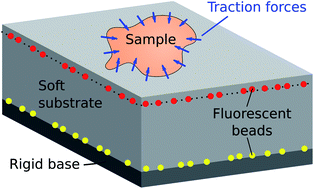 Graphical abstract: Traction force microscopy in physics and biology