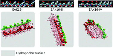 Graphical abstract: pH-dependent self-assembly of EAK16 peptides in the presence of a hydrophobic surface: Coarse-grained molecular dynamics simulation