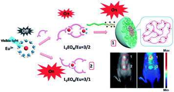 Graphical abstract: Supramolecular self-assembly enhanced europium(iii) luminescence under visible light
