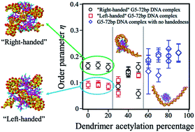 Graphical abstract: Monte-Carlo simulations of PAMAM dendrimer–DNA interactions