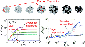 Graphical abstract: Transient dynamics during stress overshoots in binary colloidal glasses