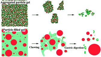 Graphical abstract: Behaviour of whey protein emulsion gel during oral and gastric digestion: effect of droplet size